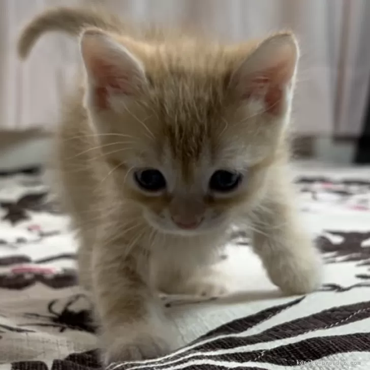 ID:2404-00844の子猫