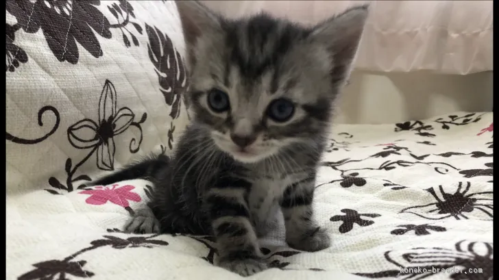 りー 様のお迎えした子猫
