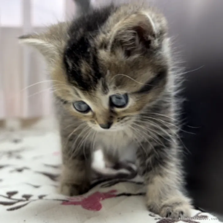 ID：2304-00251の子猫