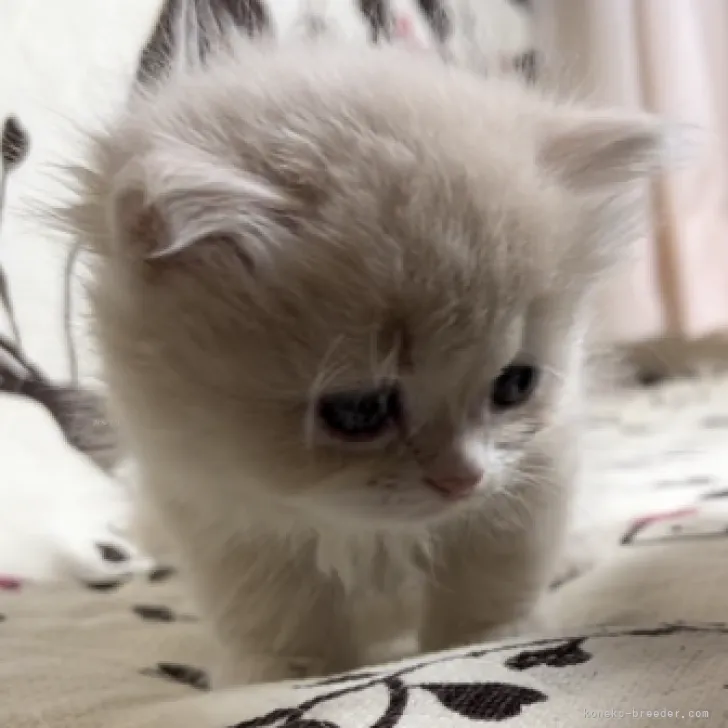 ID：2309-02011の子猫