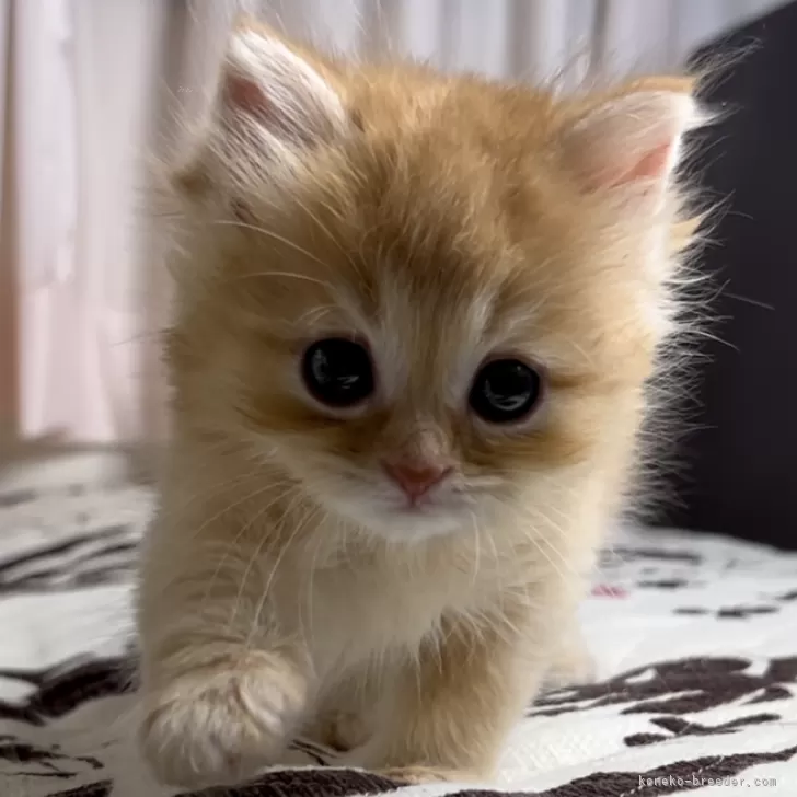 ID：2405-00231の子猫