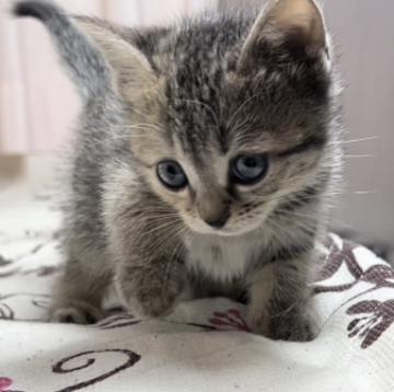 ミヌエット(長足)【福井県・女の子・2023年2月8日・ブラウンパッチドタビー】の写真「🐱とても懐っこくかまってちゃんの女の子。」