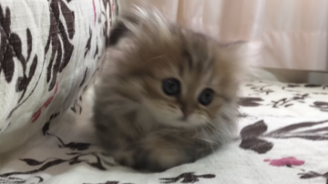 ミヌエット【福井県・女の子・2021年1月10日・ブラウンパッチドタビー(短足 ロング)】の写真「🐱ふわふわで甘えてくる極短足ちゃん。」