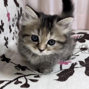 ミヌエット(短足)【福井県・女の子・2022年7月20日・ブラウンタビー(ロングヘアー)】の写真「🐱とても可愛い短足ちゃんです。」