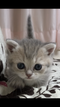 ミヌエット【福井県・女の子・2021年7月15日・ブルータビー】の写真「🐱クリクリおめめの短足ちゃんです。」