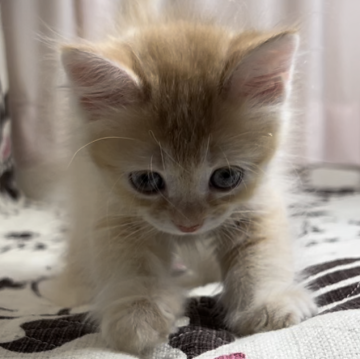 ミヌエット(長足)【福井県・女の子・2024年7月1日・レッドタビー(セミロング)】の写真「🐱とても懐っこく可愛い女の子です。」