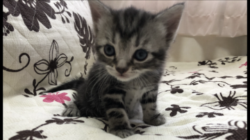 アメリカンショートヘア【福井県・男の子・2020年6月19日・シルバータビー】の写真「🐱お顔の整った男の子です。」