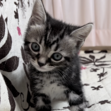 アメリカンショートヘア【福井県・男の子・2022年12月12日・シルバータビー】の写真「🐱とても色柄の綺麗な男の子です。」