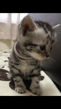 アメリカンショートヘア【福井県・女の子・2020年12月30日・シルバータビー】の写真「🐱とてもキュートな女の子。」