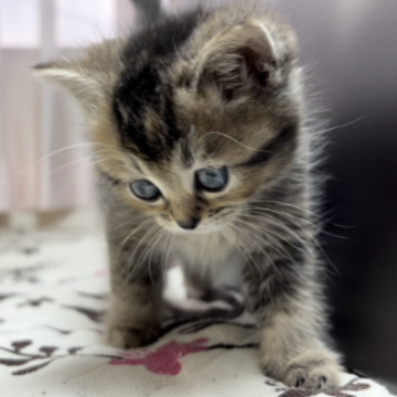 ミヌエット(長足)【福井県・女の子・2023年2月12日・ブラウンティックドタビー】の写真「🐱お目めクリクリ可愛いとても元気な女の子です。」