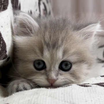 ミヌエット(長足)【福井県・女の子・2023年5月20日・ブルーパッチドタビー&ホワイト（ロングヘアー）】の写真「🐱とっても可愛い女の子です。」