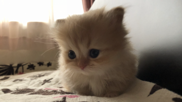 ミヌエット【福井県・女の子・2020年2月3日・クリームタビー(ロング)】の写真「🐱とってもキュートな短足ちゃん。」