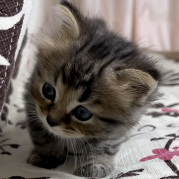 ミヌエット(長足)【福井県・男の子・2024年3月22日・ブラウン】の写真「🐱とても可愛い男の子です。」