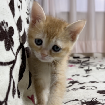 ミヌエット(長足)【福井県・女の子・2023年2月8日・レッドタビー】の写真「🐱とても懐っこくかまってちゃんの女の子。」