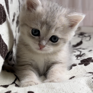 ミヌエット(長足)【福井県・男の子・2023年5月20日・ブルータビー】の写真「とっても可愛い男の子です。」