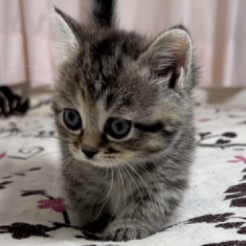 ミヌエット(短足)【福井県・女の子・2023年2月12日・シルバーパッチドタビー】の写真「🐱大きなお目めの可愛い短足ちゃん。」