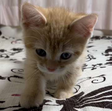 ミヌエット(長足)【福井県・男の子・2024年7月1日・レッドタビー】の写真「🐱とても懐っこく可愛い男の子です。」