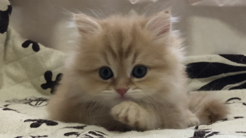 ミヌエット【福井県・男の子・2020年2月3日・クリームタビー(ロング)】の写真「🐱くりくりお目めの美形くん。」