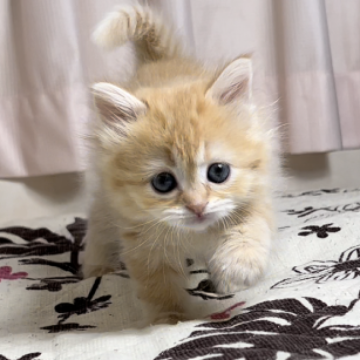 ミヌエット(長足)【福井県・女の子・2023年2月8日・レッドタビー(ロング)】の写真「🐱かわいい可愛い〜女の子。」