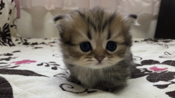 ミヌエット【福井県・男の子・2020年6月13日・ブラウンタビー(短足 ロング)】の写真「🐱お顔が可愛すぎる短足の小ぶりな男の子。」