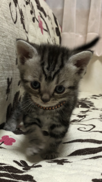 アメリカンショートヘア【福井県・男の子・2020年12月30日・シルバータビー】の写真「🐱可愛い男の子。」