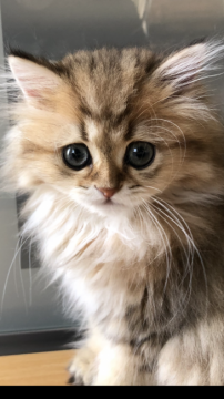 ミヌエット【福井県・女の子・2020年6月13日・ブラウンパッチドタビー(ロング)】の写真「🐱ふわふわでお目めくりくり美人さん。」