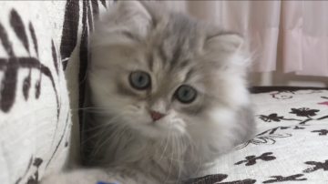 ミヌエット【福井県・男の子・2021年7月15日・ブルータビー(ロング)】の写真「🐱おめめパチクリふわもこの男の子です。」