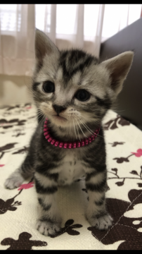 アメリカンショートヘア【福井県・女の子・2020年12月30日・シルバータビー】の写真「🐱とてもキュートな女の子。」