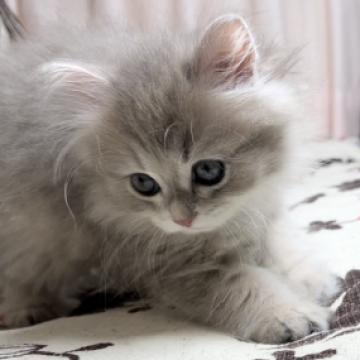 ミヌエット(長足)【福井県・男の子・2022年8月8日・ブルータビー(ロングヘアー)】の写真「🐱とても綺麗なお顔の男の子です。」