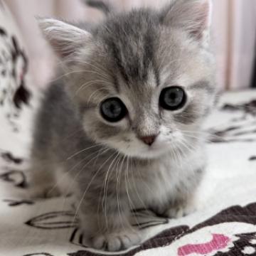 ミヌエット(短足)【福井県・男の子・2022年8月8日・ブルータビー】の写真「🐱大きなお目目の短足くん。」