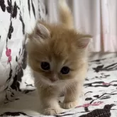 ミヌエット(長足)【福井県・女の子・2024年3月22日・レッドタビー(セミロング)】の写真3