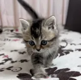 ミヌエット(長足)【福井県・女の子・2023年2月12日・ブラウンティックドタビー】の写真3