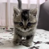 ミヌエット(長足)【福井県・女の子・2023年2月12日・ブラウンティックドタビー】の写真4