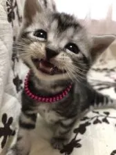 アメリカンショートヘア【福井県・女の子・2020年12月30日・シルバータビー】の写真5