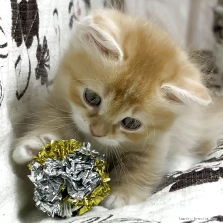 H.S 様のお迎えした子猫