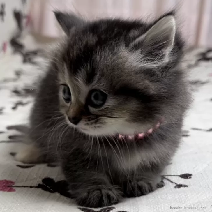 ID:2501-00710の子猫