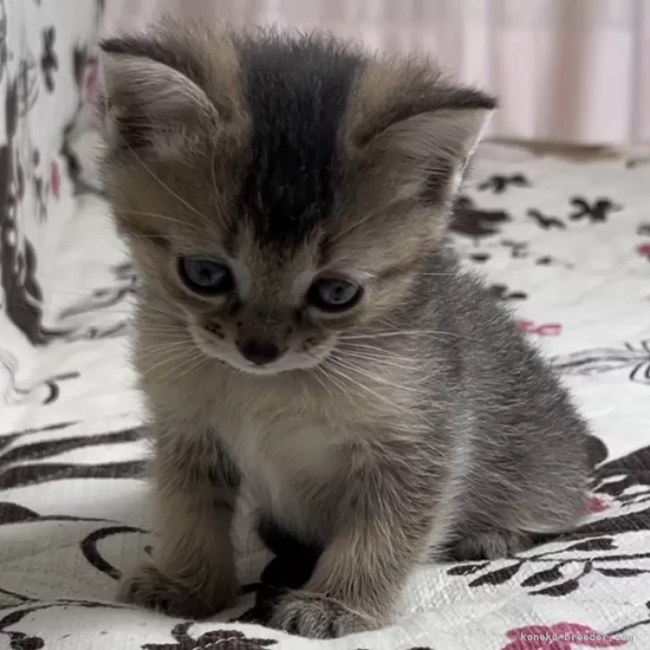 サカイナベ 様のお迎えした子猫