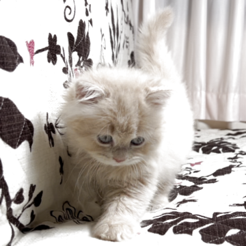 ミヌエット(長足)【福井県・男の子・2025年9月28日・クリームタビー（ロングヘアー）】の写真「🐱とても懐っこく可愛い男の子です🐾」