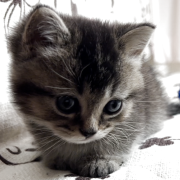 ミヌエット(短足)【福井県・男の子・2025年3月29日・ブラウンタビー】の写真「🐱大きなおめめの可愛い短足の男の子です。」