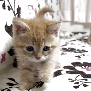 ミヌエット(長足)【福井県・男の子・2025年11月17日・レッドタビー】の写真「🐱とても懐っこく可愛い男の子です。」