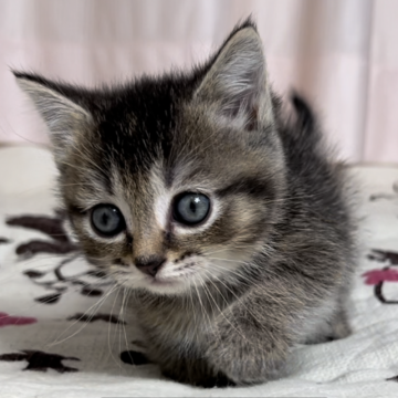 ミヌエット(短足)【福井県・男の子・2024年11月26日・ブラウンタビー】の写真「🐱大きなおめめのとても可愛い短足の男の子。」