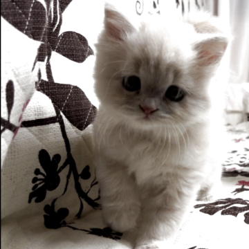 ミヌエット(長足)【福井県・男の子・2025年9月22日・クリームタビー（ロングヘアー）】の写真「🐱とても懐っこくて可愛い男の子です🐾」