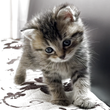 ミヌエット(長足)【福井県・男の子・2025年3月29日・ブラウンタビー】の写真「🐱とても可愛い長足の男の子です。」