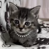 ミヌエット(短足)【福井県・男の子・2024年11月26日・ブラウンタビー】の写真5