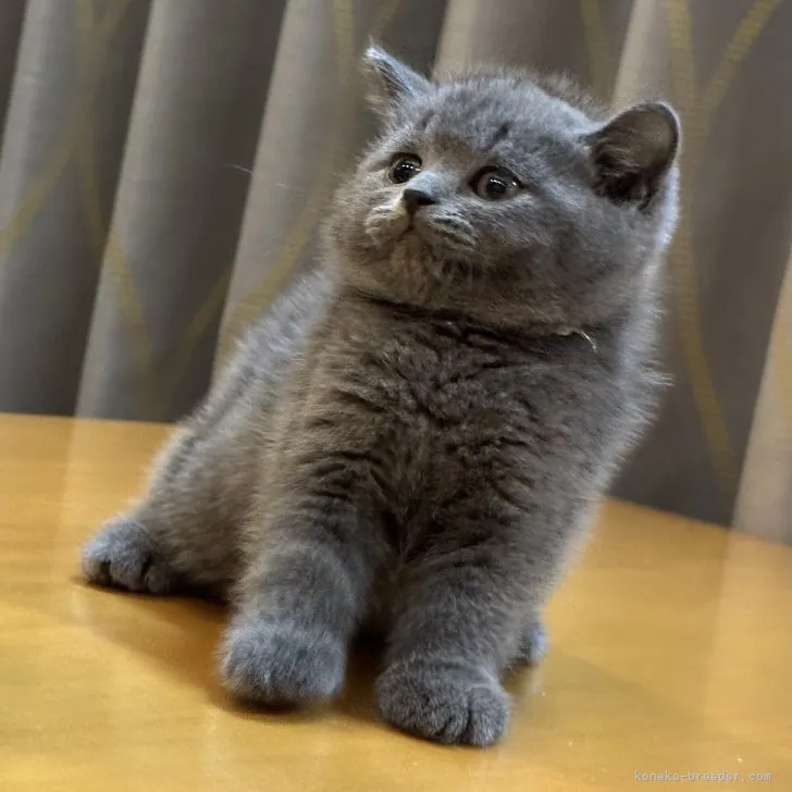 ID:2307-03414の子猫