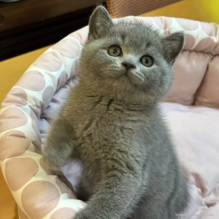 ID：2404-01107の子猫