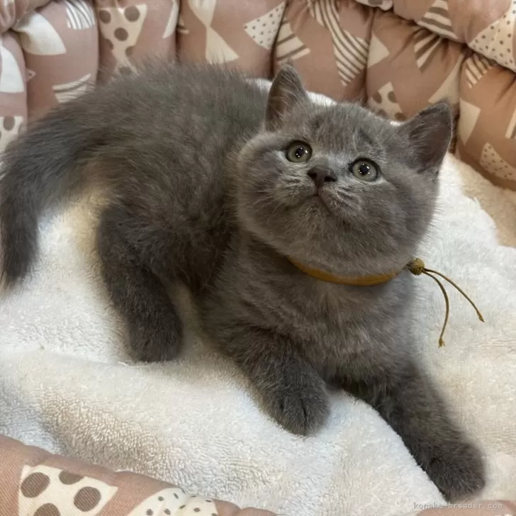 ID:2408-00058の子猫