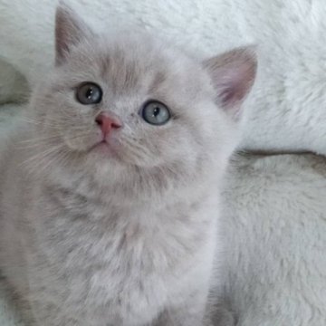 ブリティッシュショートヘア【神奈川県・男の子・2023年2月18日・ライラック（フワフワ）】の写真「3兄妹で 1番 大きく、良く食べて 元気いっぱい！」