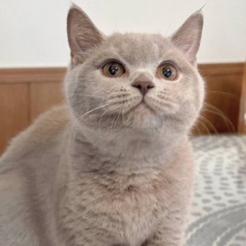 ブリティッシュショートヘア【神奈川県・女の子・2023年2月18日・ライラック】の写真「人懐っこくて、好奇心いっぱい！」