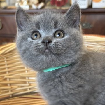 ブリティッシュショートヘア【神奈川県・女の子・2024年6月8日・ブルー】の写真「5兄妹の中で 1番小柄な 可愛い女の子！」